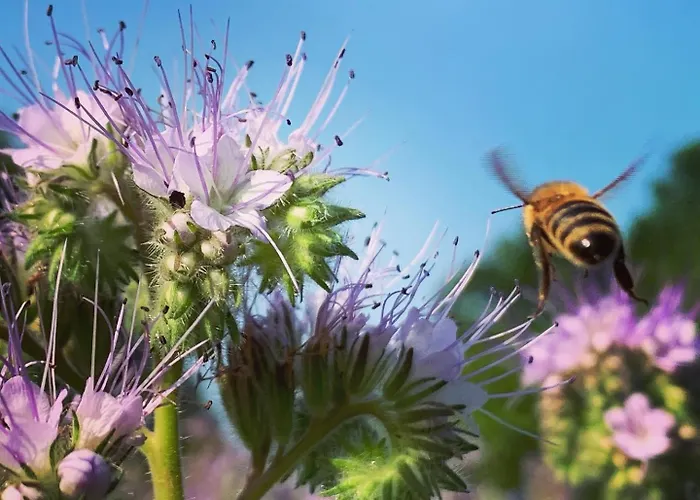 Stoeckener Hof Ретем